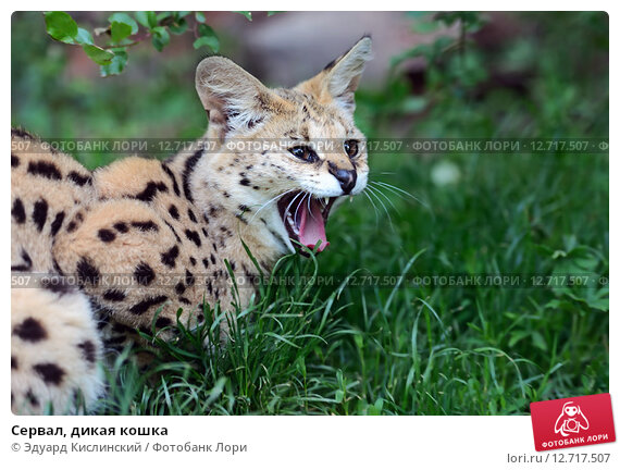 Дикая кошка Сервал в природе