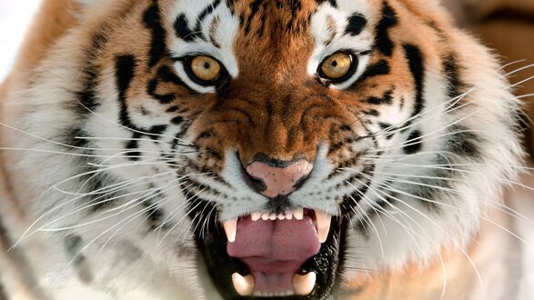 Angry Tiger roaring HD wallpaper 4K free download for Desktop 