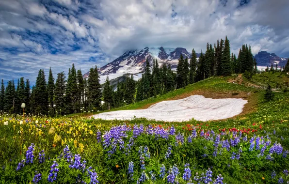 Flowers, Spring 