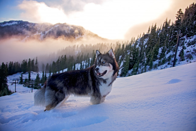 Adorable Husky Puppy Wallpaper