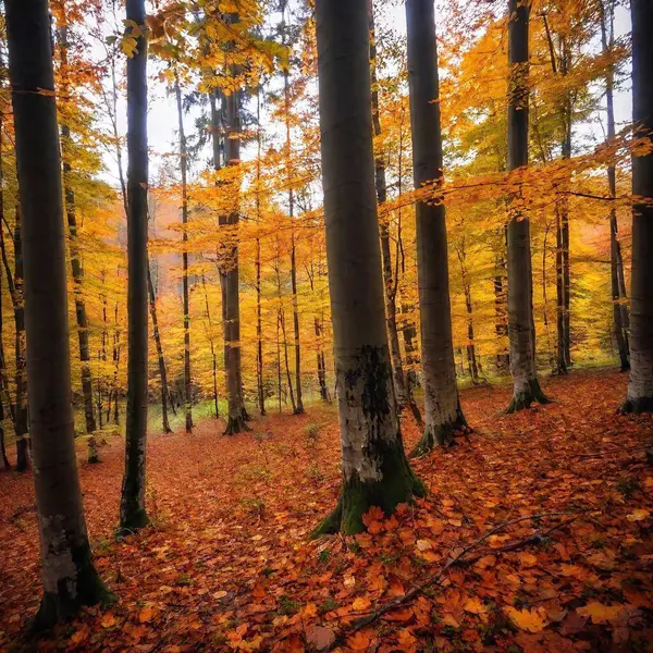 Осень в лесу