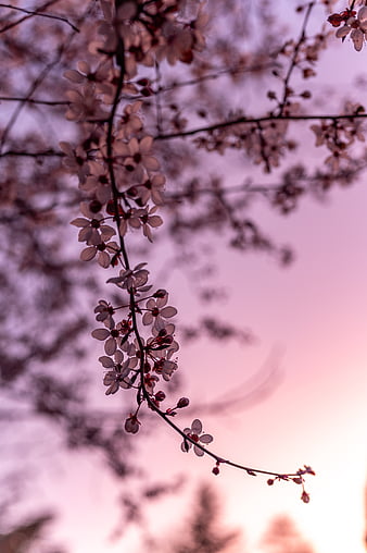 Sakura Tree Phone Wallpaper 