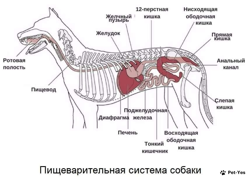 Векторная иллюстрация скелета собаки 