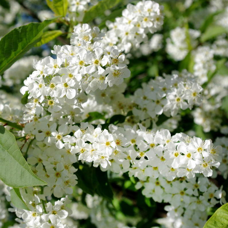 ГородОК Жуковский, Раменское