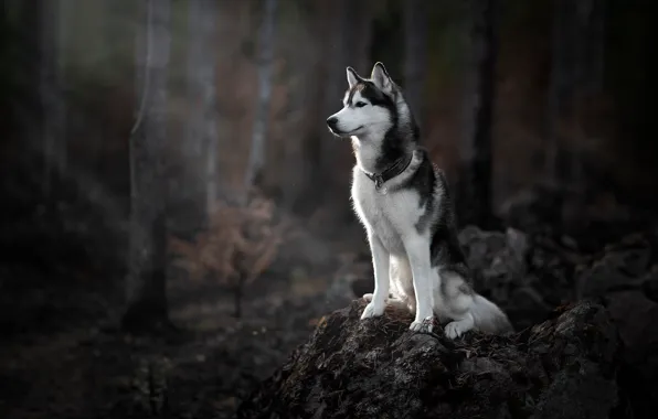 Siberian Husky Live Wallpaper Free 