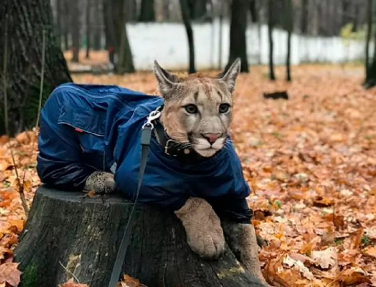 В Прикамье ищут сбежавшую пуму 