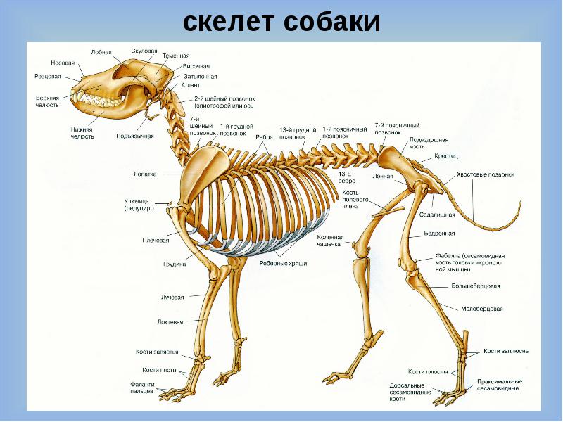 Анатомия Собаки Изображения – скачать 