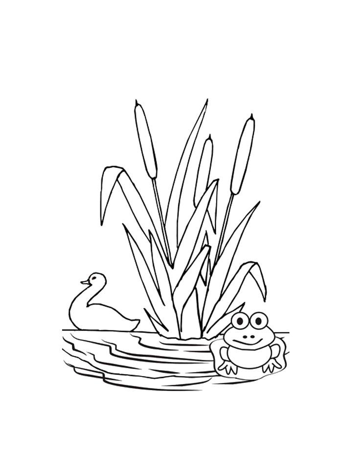 Cattail sketch