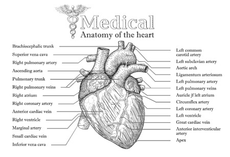 Сердце Рисунок Анатомия