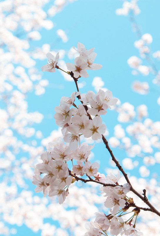 A sakura tree in its full bloom during 