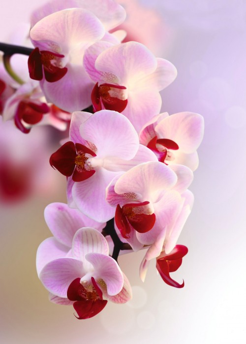 Фото орхидея цветок Камни 640x960