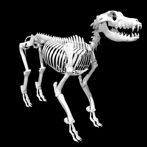 Скачать картинки Dog anatomy skeleton 