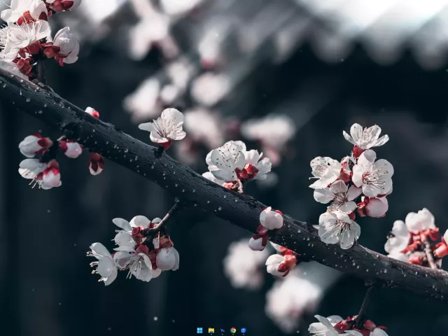 Sakura 3d wallpaper