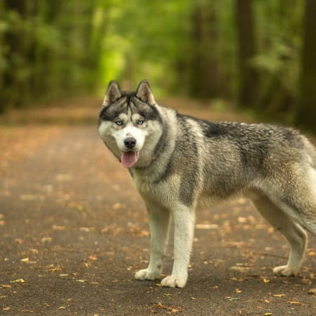 Siberian Husky Snow, Face, Eyes HD 