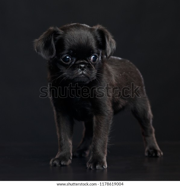 345 Griffon Bruxellois Stock Photos, High-Res Pictures, and 