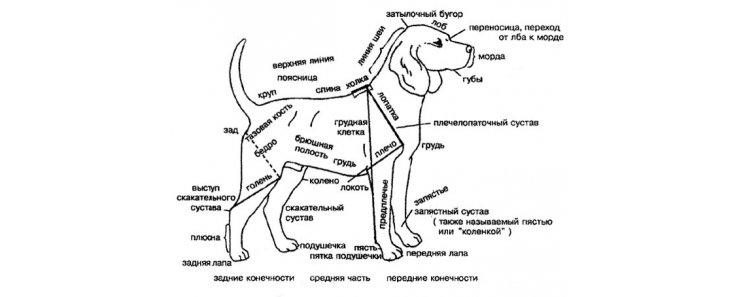 Значимая анатомия и физиология зубов 