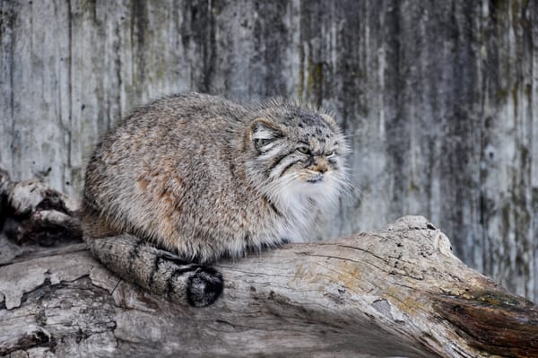 Исчезающий вид кошек 