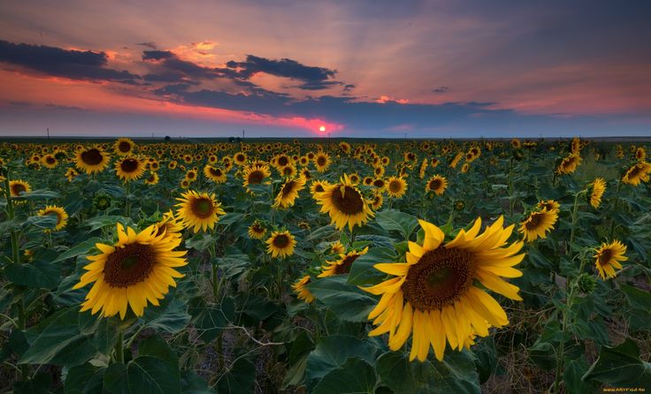 Обои поле, трава, природа, фото, пейзажи, поля, обои для 