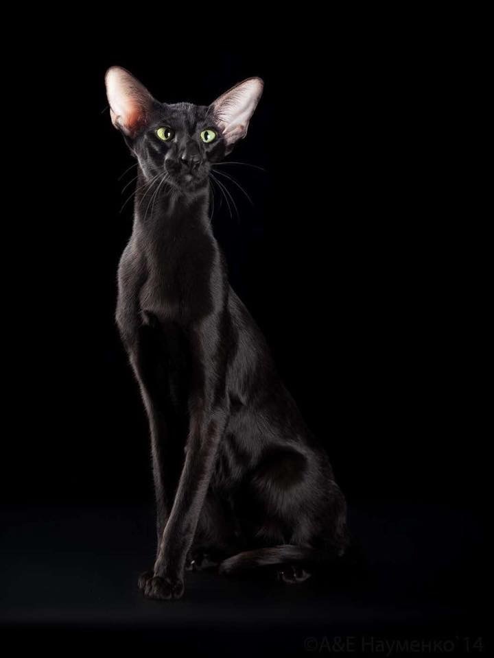 Черная кошка Bombay cat Домашняя 