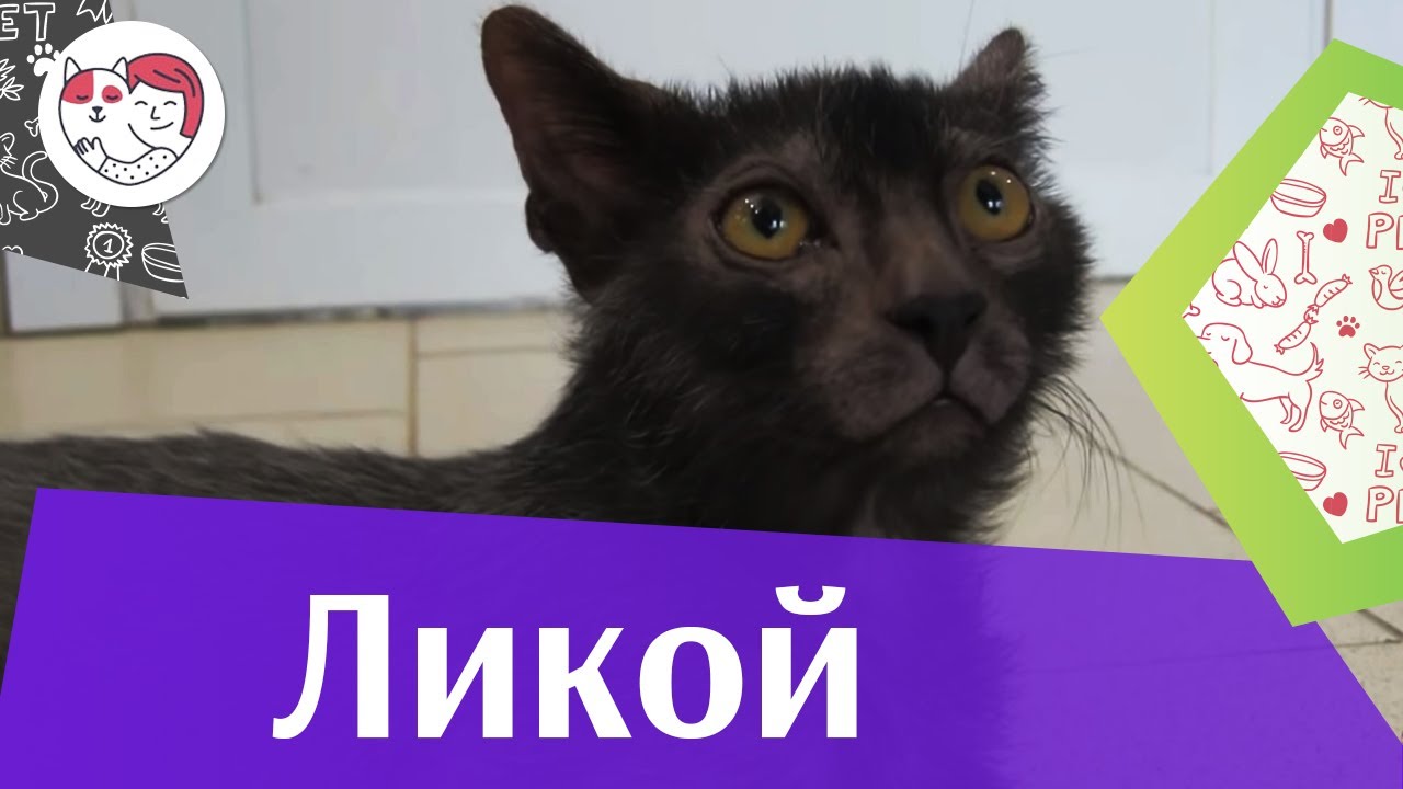 Кошки ликой