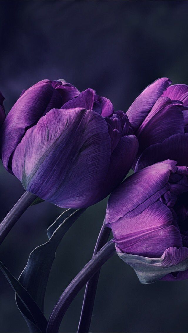 Tulips by Live Wallpapers 3D на Андроид скачать бесплатно 