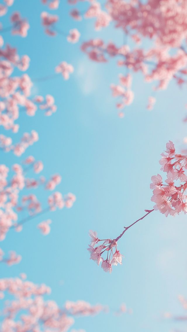 Beautiful Iphone Sakura Wallpaper 