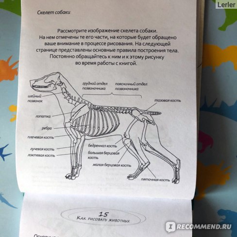 Скачать картинки Скелет собаки 