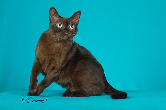 Бурманская кошка черная – фото и цены от Burmese Cattery Via 