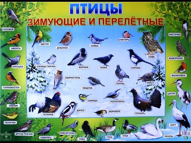 Перелетные птицы 