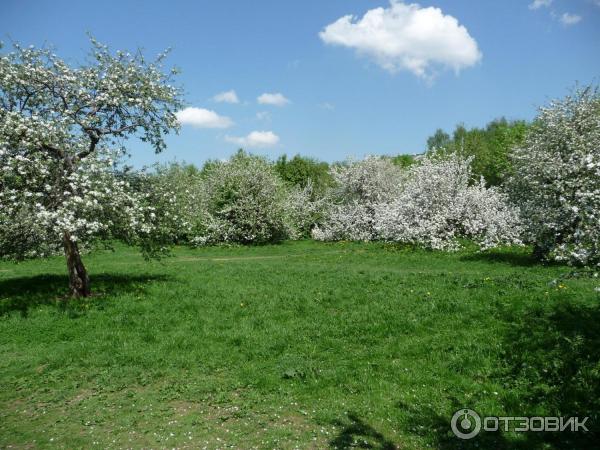 Маленькая цветущая яблоня