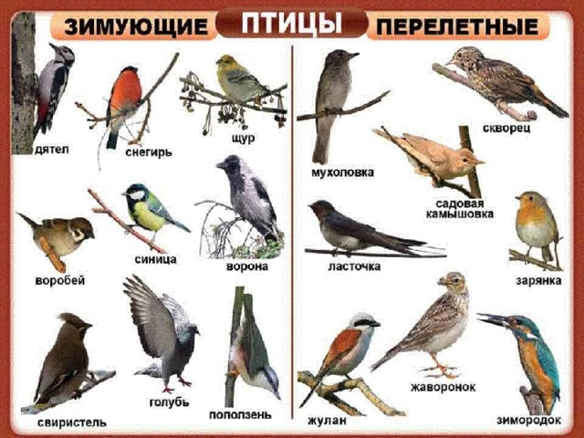 Раскраски перелетные, Раскраска перелетные птицы Птицы