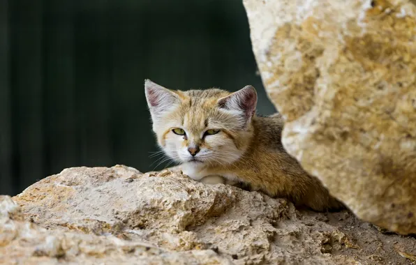 Felis margarita 