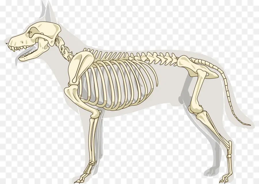 Realistic dog skeleton