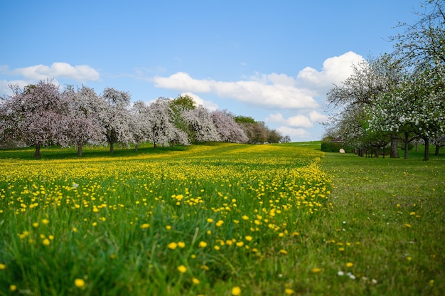 Бесплатные стоковые фото на тему prunus serrulata, азиатская 