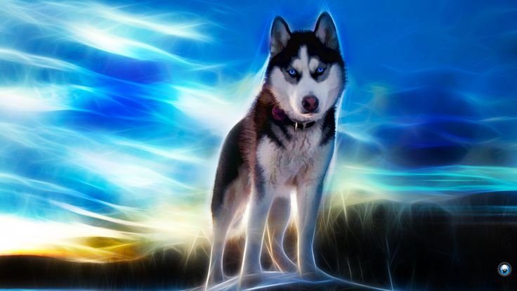 Husky Wallpaper Adorable dogs, Furry 