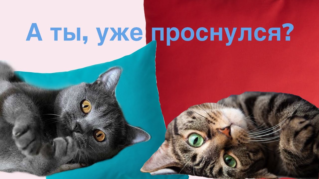 Доброе утро, котики