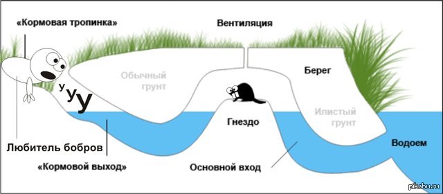 Скачать картинки Бобровая плотина, стоковые фото Бобровая 