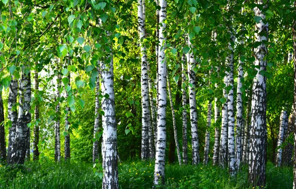 И обогреет, и вылечит, и красотою одарит