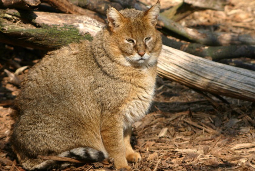 Камышовый кот 🐆 фото, видео, описание породы хаус, цена