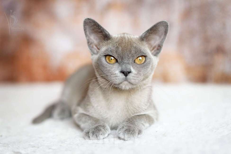 Jasper Burmese