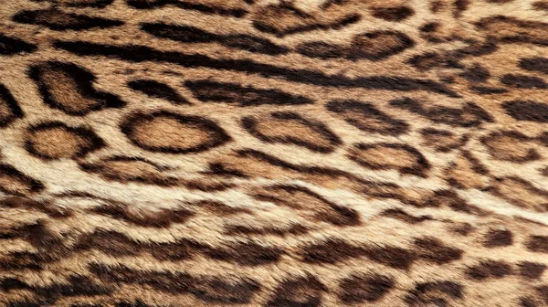 1,272 Leopard Texture Stock Photos, High-Res Pictures, and 