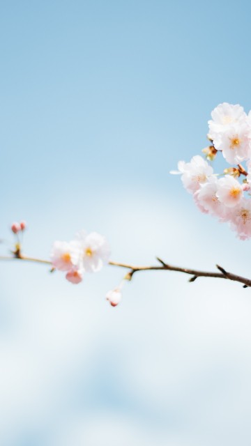 1440x2960 Spring Wallpapers for Samsung 