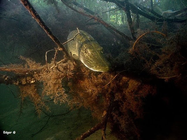 Водный сплав по реке Ока от Касимова до Нижнего Новгорода 