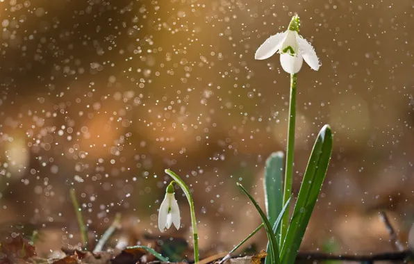 Fonds D'écran Galanthus IPhone 6, 6S, 7, 8, Images de 