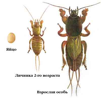 Как бороться с медведкой