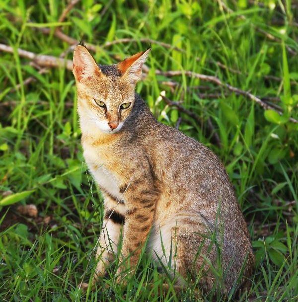 Камышовый кот Хаус