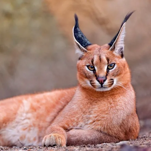 Кошка американская, или марги Leopardus Felis wiedii 