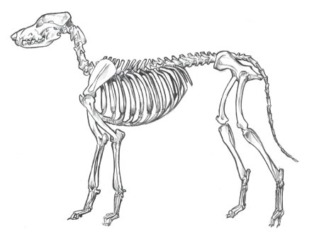 Показан скелет собаки с костями 