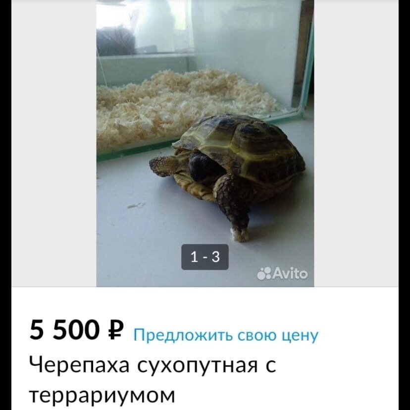 Черепаха рисунки тату 