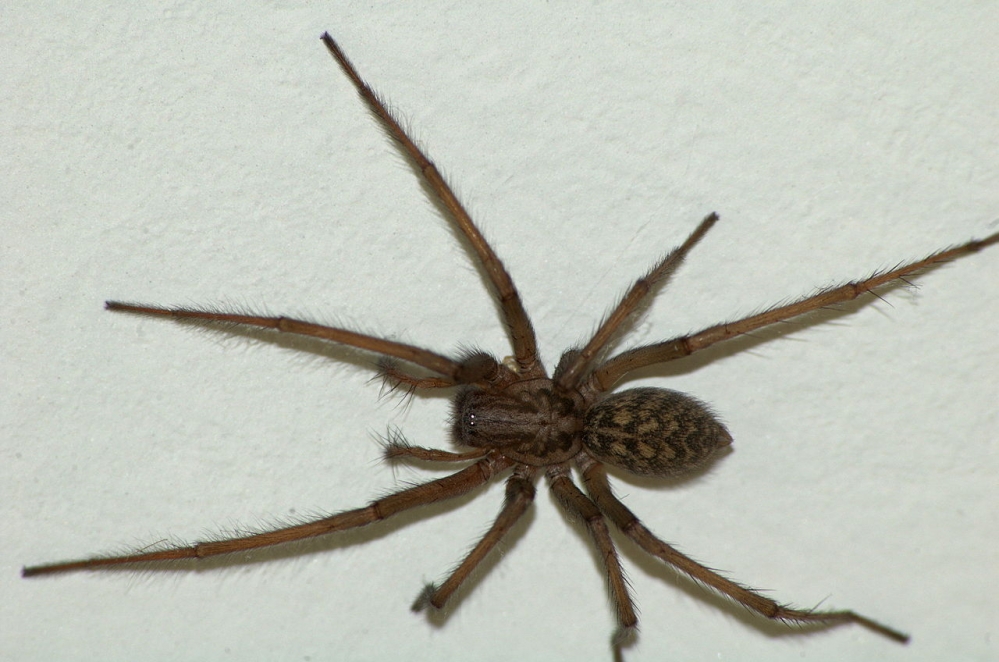 Arachnida Arthropoda